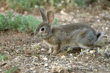Rabbit in a Mediterranean forest of olive, oak and pine trees, at first light