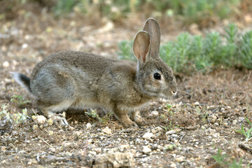 Rabbit in a Mediterranean forest of olive, oak and pine trees, at first light