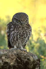Little owl in a Mediterranean forest of olive, oak and pine trees, at first light