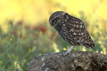 Little owl in a Mediterranean forest of olive, oak and pine trees, at first light