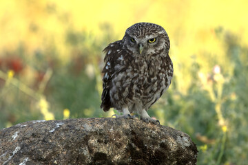 Little owl in a Mediterranean forest of olive, oak and pine trees, at first light