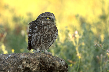 Little owl in a Mediterranean forest of olive, oak and pine trees, at first light