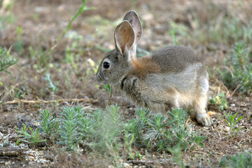 Rabbit in a Mediterranean forest of olive, oak and pine trees, at first light