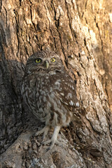Little owl in a Mediterranean forest of olive, oak and pine trees, at first light