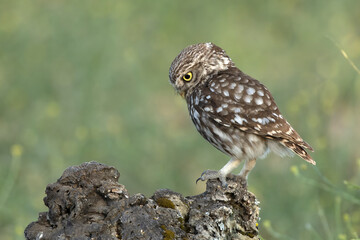 Little owl in a Mediterranean forest of olive, oak and pine trees, at first light