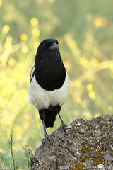 Common magpie in a Mediterranean forest of olive, oak and pine trees, at first light