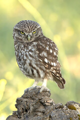 Little owl in a Mediterranean forest of olive, oak and pine trees, at first light