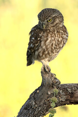 Little owl in a Mediterranean forest of olive, oak and pine trees, at first light