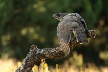 Adult female Northern goshawk on her territory in a Mediterranean oak and pine forest in the last...