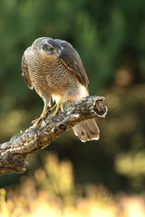 Adult female Northern goshawk on her territory in a Mediterranean oak and pine forest in the last light of the evening