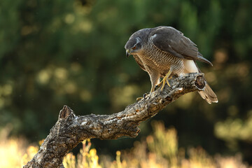 Adult female Northern goshawk on her territory in a Mediterranean oak and pine forest in the last light of the evening