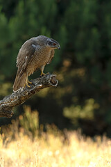 Adult female Northern goshawk on her territory in a Mediterranean oak and pine forest in the last light of the evening