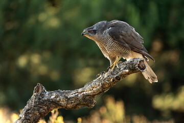 Adult female Northern goshawk on her territory in a Mediterranean oak and pine forest in the last light of the evening