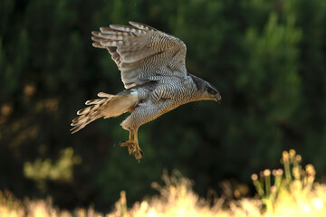 Adult female Northern goshawk flying from one vantage point to another within its territory in a Mediterranean forest in the last light of the evening