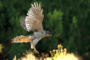Adult female Northern goshawk flying from one vantage point to another within its territory in a Mediterranean forest in the last light of the evening