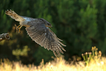 Adult female Northern goshawk flying from one vantage point to another within its territory in a...