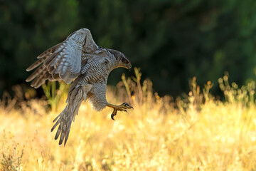 Adult female Northern goshawk flying from one vantage point to another within its territory in a Mediterranean forest in the last light of the evening
