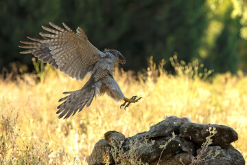 Adult female Northern goshawk flying from one vantage point to another within its territory in a...
