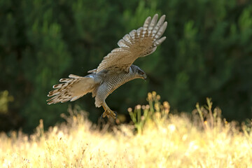 Adult female Northern goshawk flying from one vantage point to another within its territory in a Mediterranean forest in the last light of the evening
