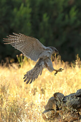 Adult female Northern goshawk flying from one vantage point to another within its territory in a Mediterranean forest in the last light of the evening