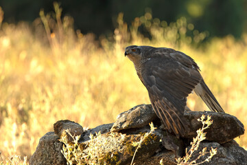 Adult female Northern goshawk on her territory in a Mediterranean oak and pine forest in the last light of the evening