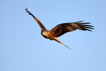 Red kite flying in a Mediterranean forest at first light