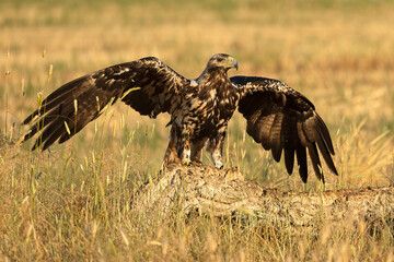 5-year-old male Spanish Imperial Eagle at his favorite vantage point at first light