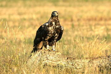 5-year-old male Spanish Imperial Eagle at his favorite vantage point at first light