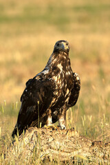 5-year-old male Spanish Imperial Eagle at his favorite vantage point at first light