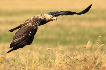 A 5-year-old male Spanish Imperial Eagle flying in a Mediterranean forest at first light on a late spring day.