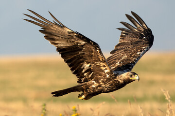 A 5-year-old male Spanish Imperial Eagle flying in a Mediterranean forest at first light on a late spring day.
