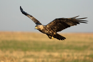 5-year-old female Spanish Imperial Eagle flying in her territory early on a sunny morning in late June