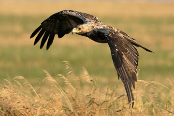 5-year-old female Spanish Imperial Eagle flying in her territory early on a sunny morning in late...