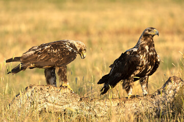 A 5-year-old male and female Spanish Imperial Eagle in their territory in a Mediterranean forest at first light on a spring day.