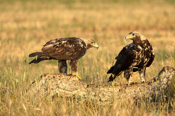 A 5-year-old male and female Spanish Imperial Eagle in their territory in a Mediterranean forest at first light on a spring day.