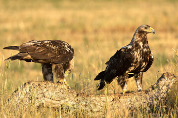 A 5-year-old male and female Spanish Imperial Eagle in their territory in a Mediterranean forest at first light on a spring day.