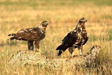 A 5-year-old male and female Spanish Imperial Eagle in their territory in a Mediterranean forest at first light on a spring day.