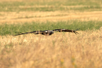 A 5-year-old male Spanish Imperial Eagle flying in a Mediterranean forest at first light on a late spring day.