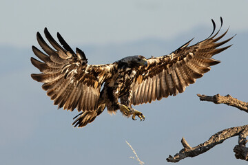 A 5-year-old male Spanish Imperial Eagle flying in a Mediterranean forest at first light on a late spring day.