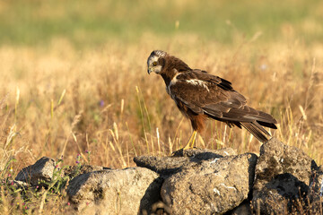 Young male Western Marsh Harrier in a Mediterranean forest at first light
