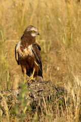 Young male Western Marsh Harrier in a Mediterranean forest at first light