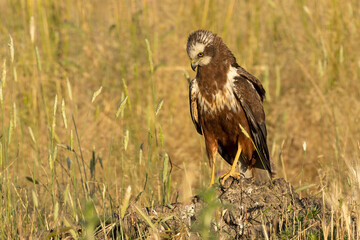 Young male Western Marsh Harrier in a Mediterranean forest at first light