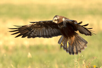 A young male Western Marsh Harrier flying in a wetland at first light on a late spring day.