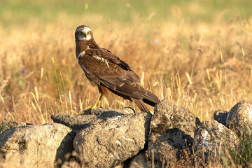 Young male Western Marsh Harrier in a Mediterranean forest at first light