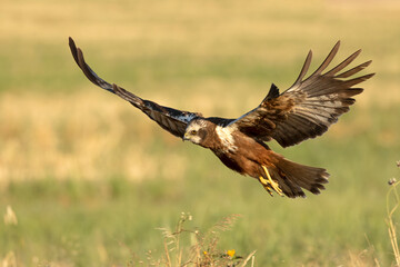 A young male Western Marsh Harrier flying in a wetland at first light on a late spring day.
