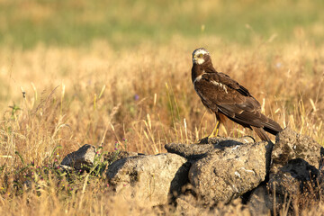 Young male Western Marsh Harrier in a Mediterranean forest at first light