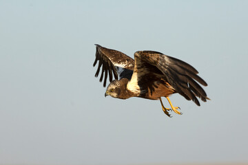 A young male Western Marsh Harrier flying in a wetland at first light on a late spring day.