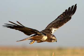 Fototapeta premium A young male Western Marsh Harrier flying in a wetland at first light on a late spring day.