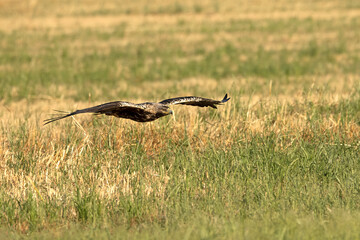 A 5-year-old male Spanish Imperial Eagle flying in a Mediterranean forest at first light on a late spring day.