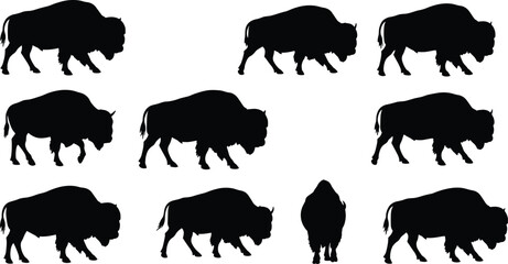 Multiple bison silhouettes in various walking positions, wild animal herd, buffalo strength, nature wildlife, American bison, powerful mammal, outdoors, grazing.